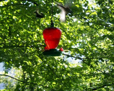 Two Humming Birds chaseing each other